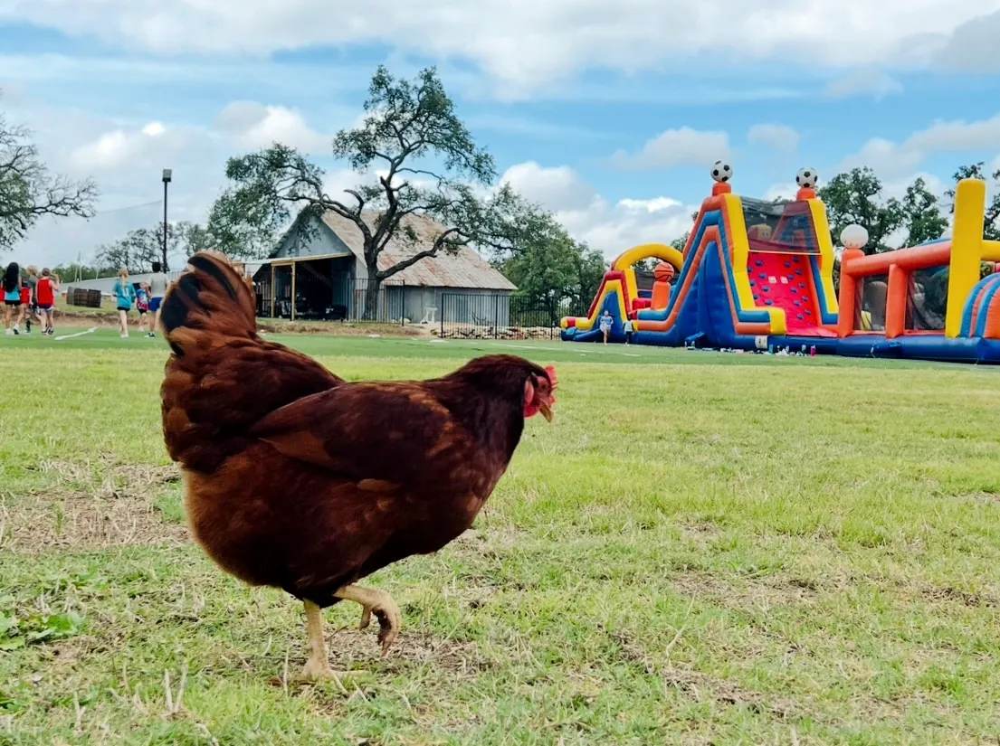 A red hen walking across the grass with the barn behind her