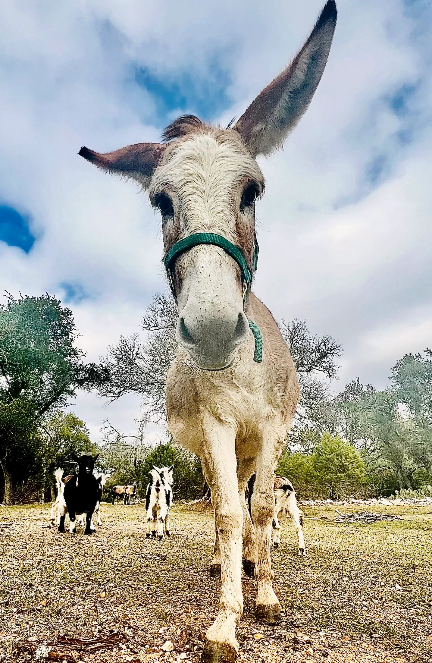 Patience the rescued donkey standing in the corral at Revo Sports