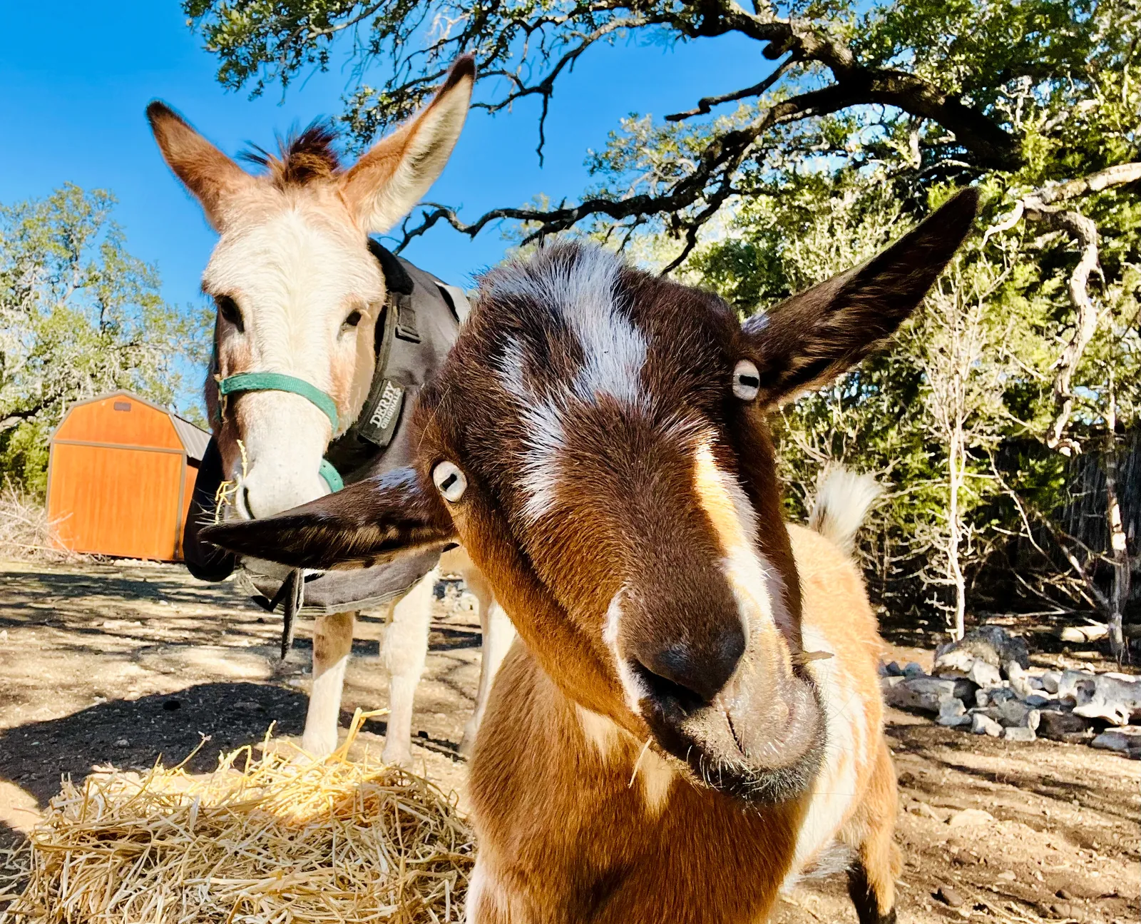 Goats and a donkey greeting visitors at The Corral petting zoo
