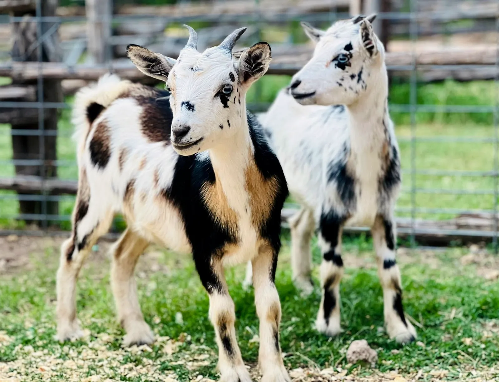 Two young goats with painted faces standing in the grass