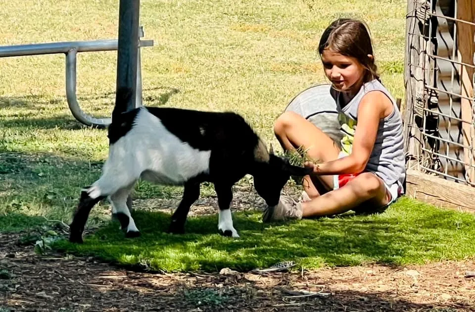 A child crouching down to greet a goat at the corral fence