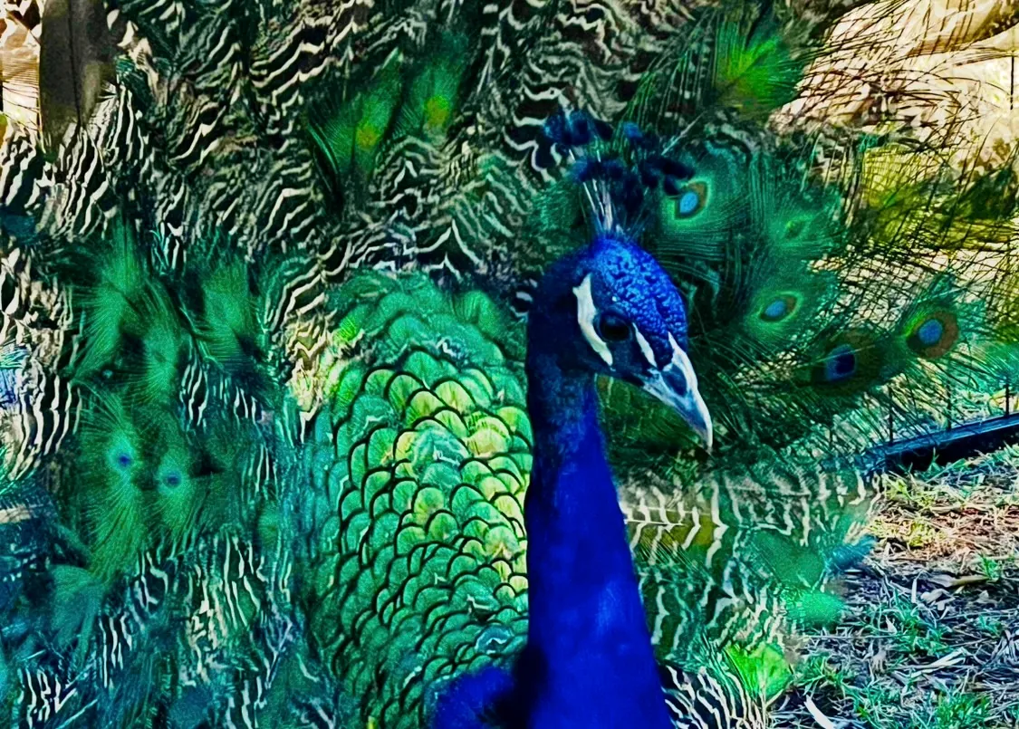 Azul the peacock with blue and green feathers