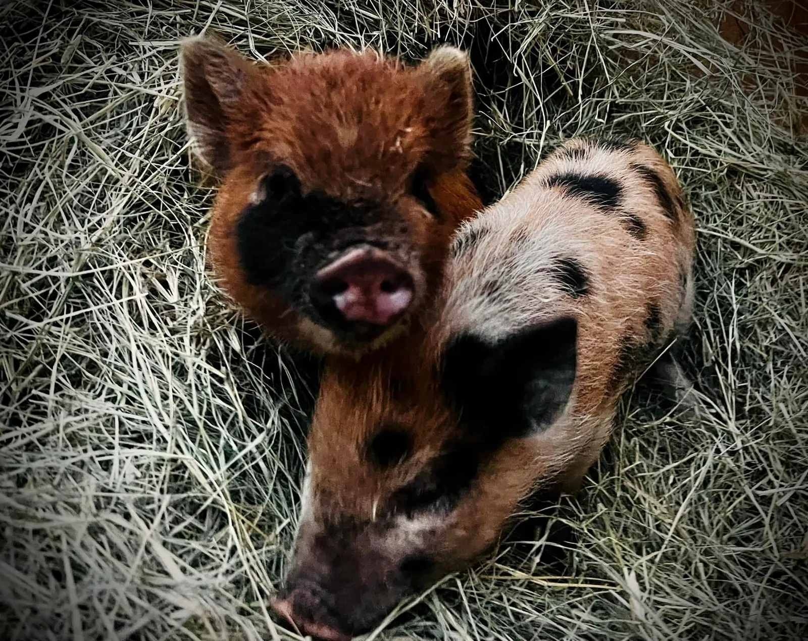 Two pigs resting together in fresh hay