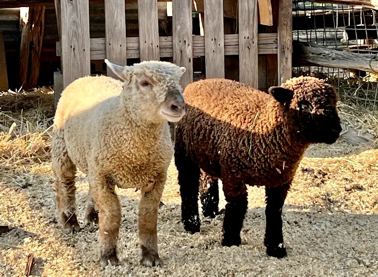 Southdown sheep grazing in the corral